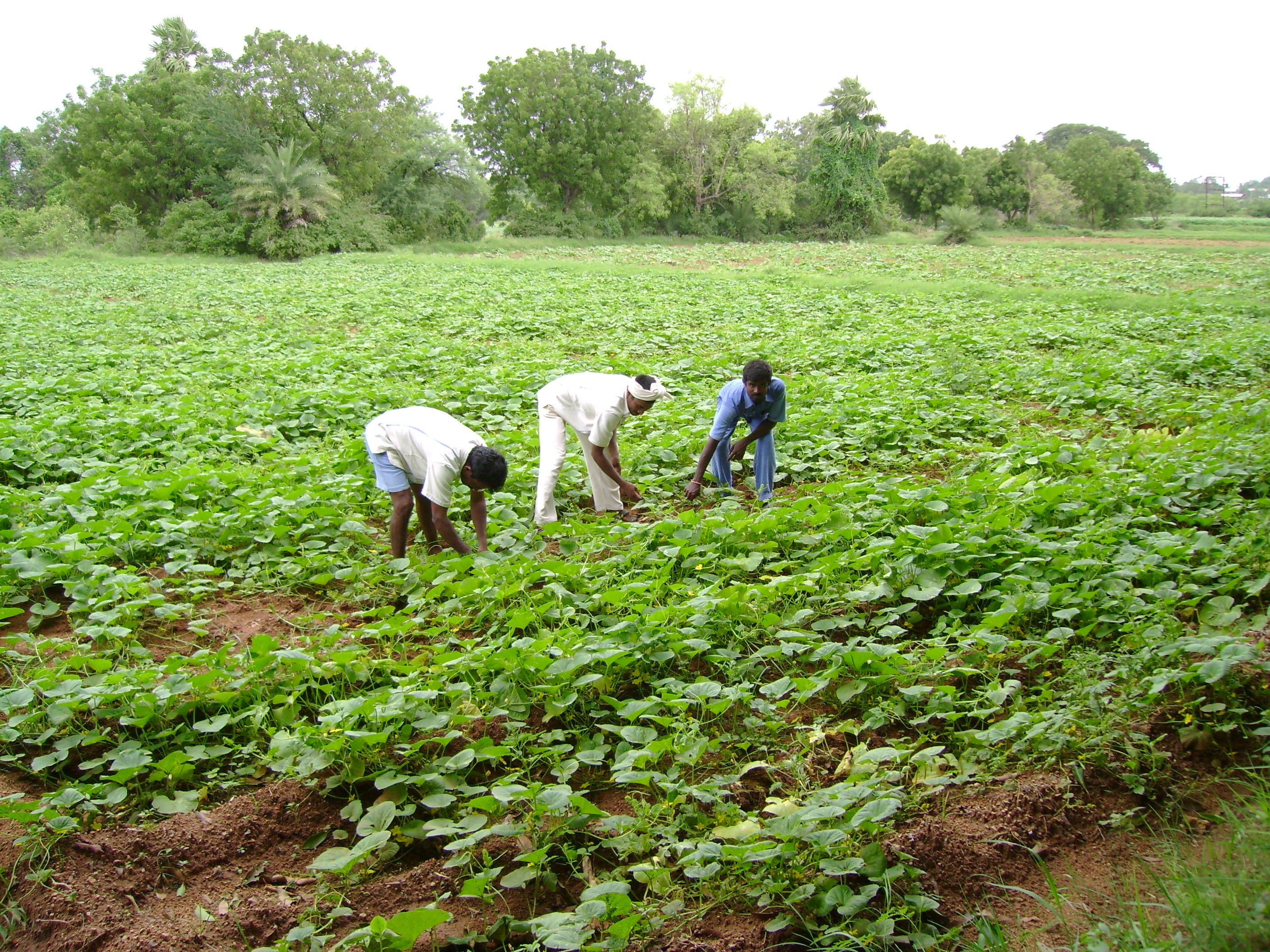 Agriculture